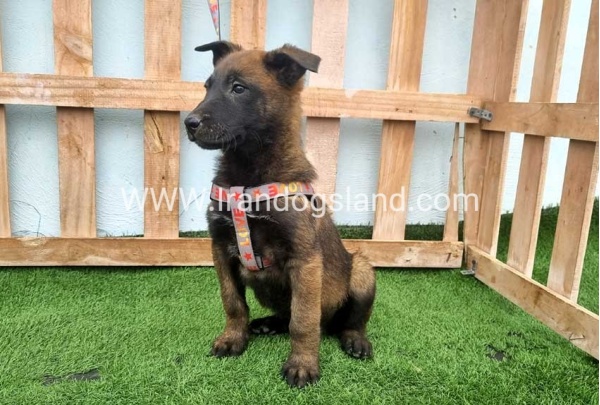 --malinois-146_5