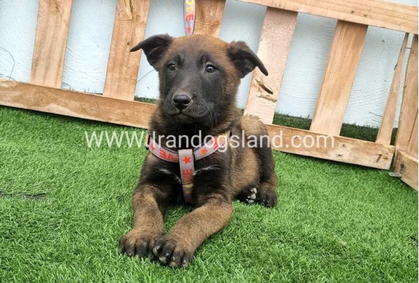 --malinois-146_6