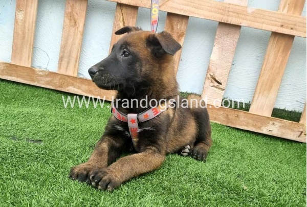 --malinois-146_7