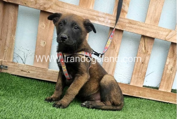 --malinois-146_8