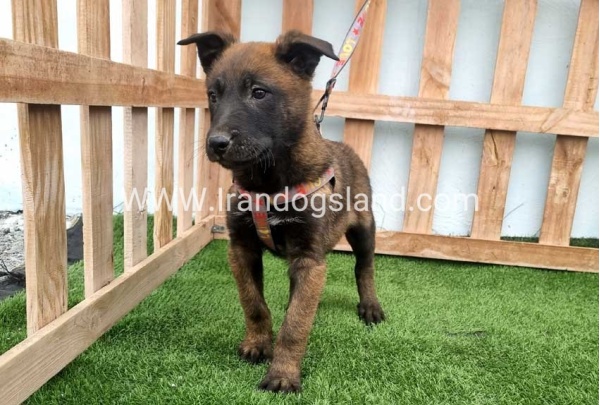 --malinois-146_9