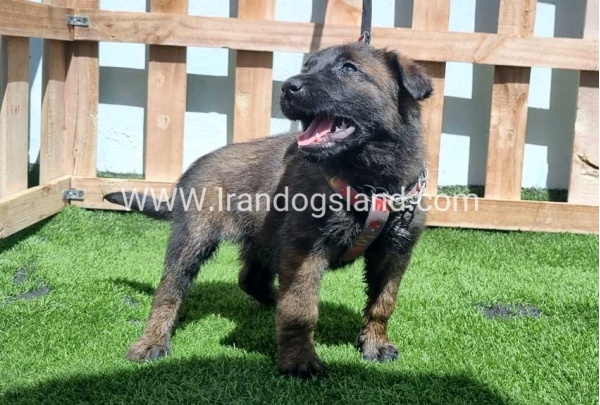 --malinois-159_1
