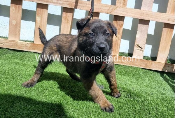 --malinois-159_10