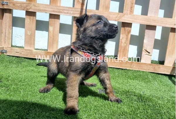 --malinois-159_11