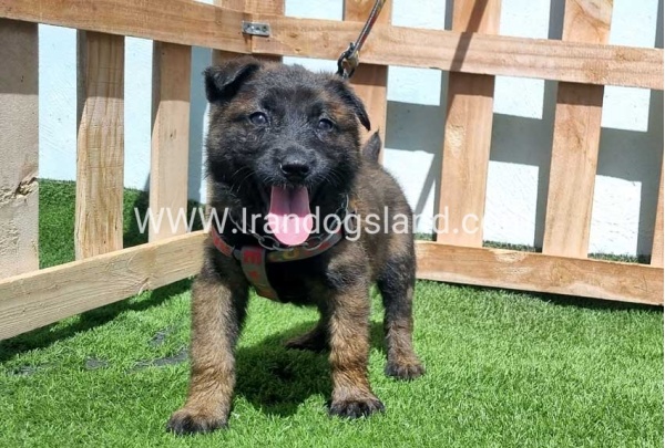--malinois-159_2