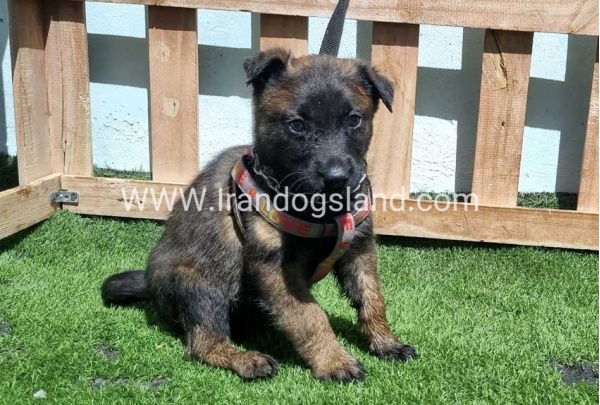 --malinois-159_3