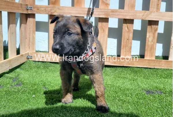 --malinois-159_4
