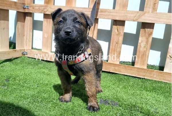 --malinois-159_5