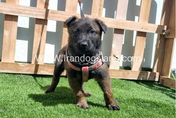--malinois-159_6