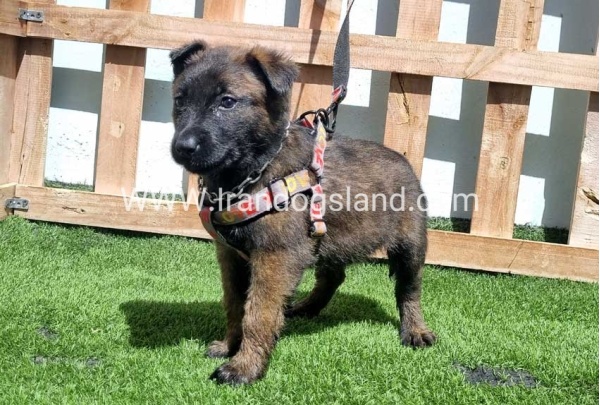 --malinois-159_7