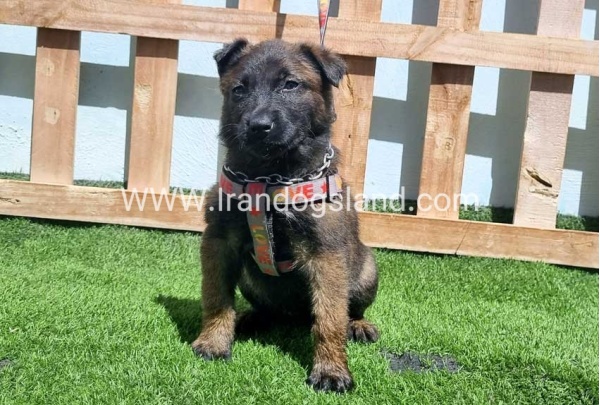 --malinois-159_8