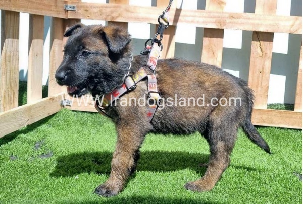 --malinois-159_9