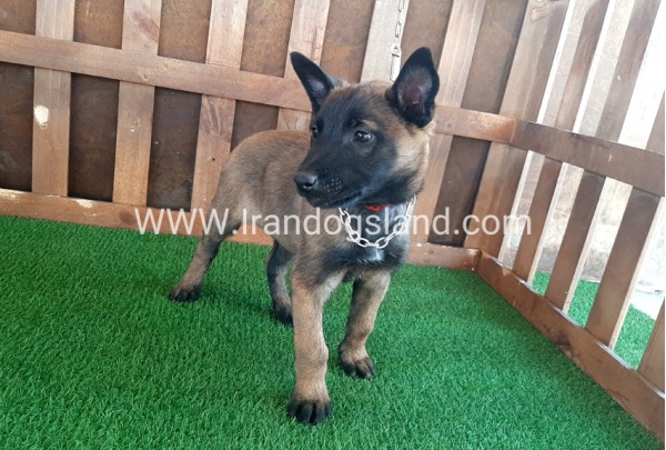 --malinois-15_1