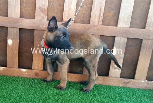 --malinois-15_10