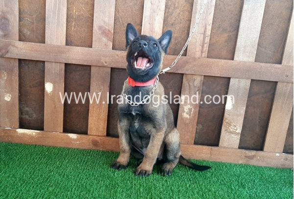 --malinois-15_11