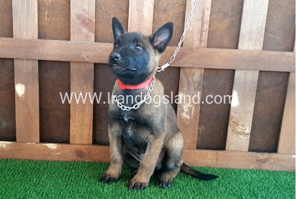 --malinois-15_12