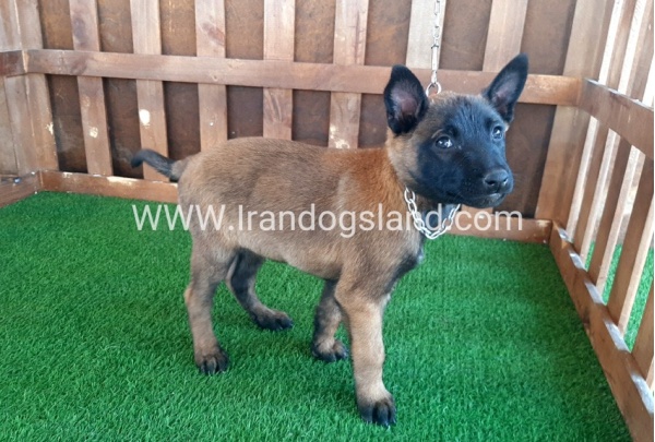 --malinois-15_2