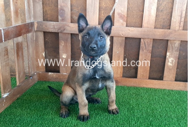 --malinois-15_3