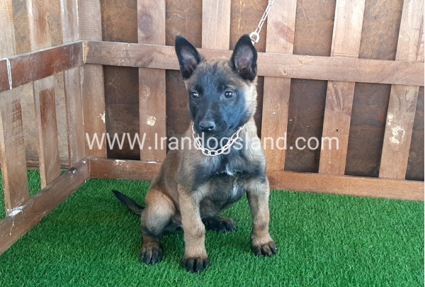 --malinois-15_4