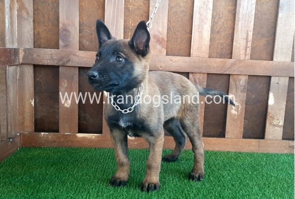 --malinois-15_5