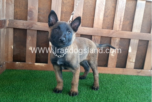 --malinois-15_6
