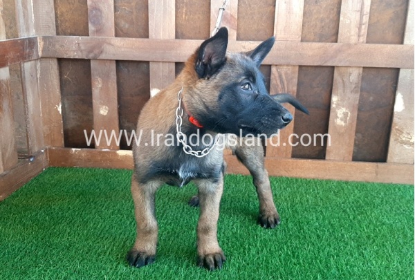 --malinois-15_7