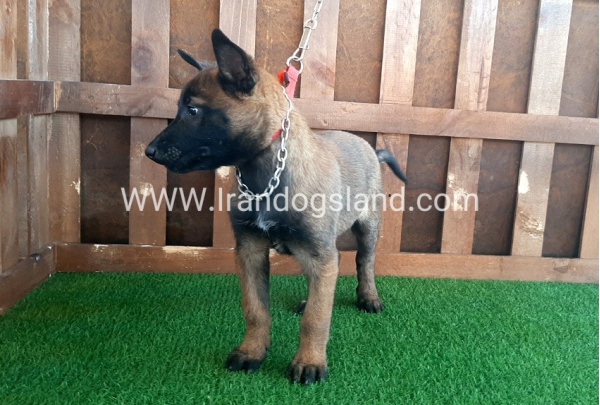 --malinois-15_8