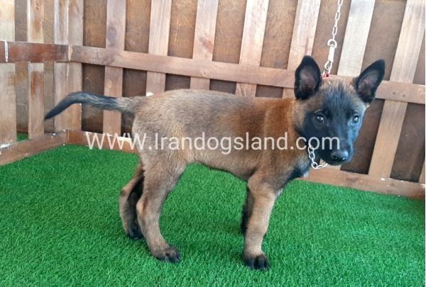 --malinois-15_9