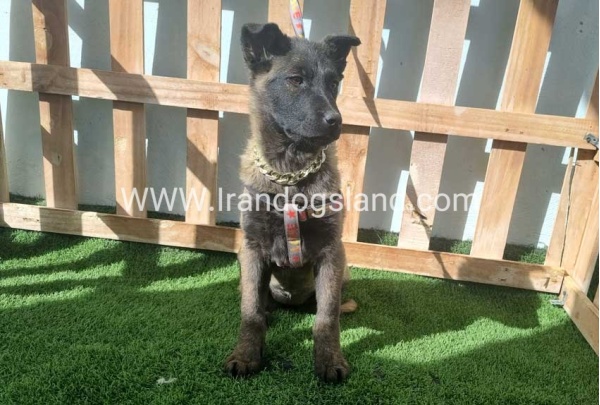 --malinois-161_1