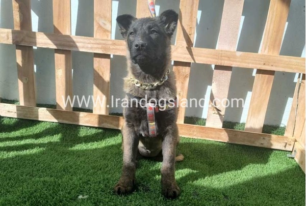 --malinois-161_2