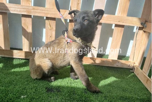 --malinois-161_3