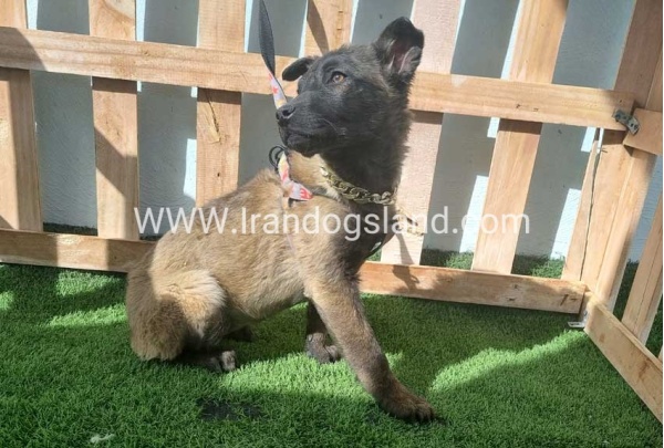 --malinois-161_4