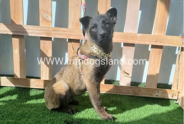 --malinois-161_5