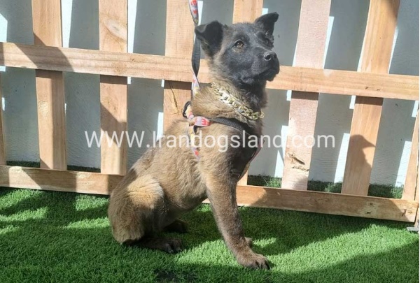 --malinois-161_6