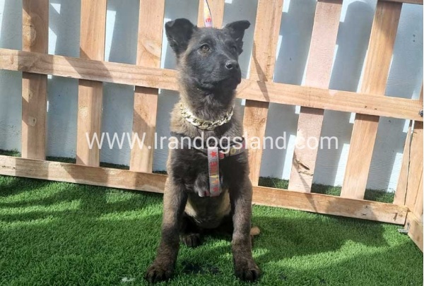 --malinois-161_7