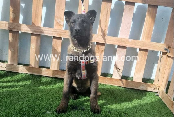 --malinois-161_8