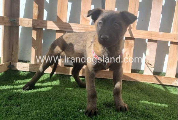 --malinois-162
