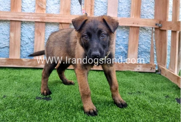 --malinois-163_1