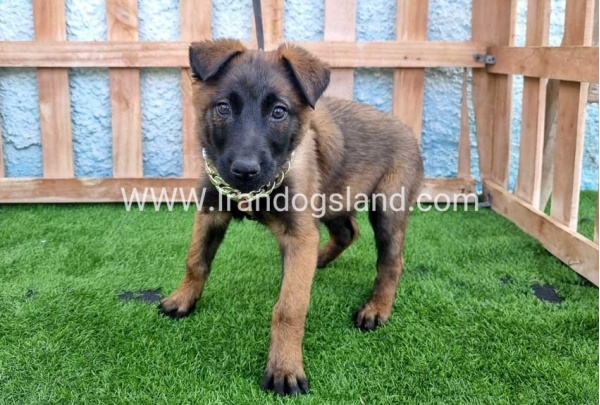 --malinois-163_2