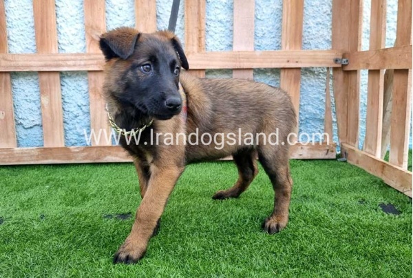 --malinois-163_3