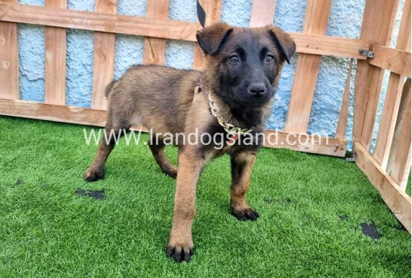 --malinois-163_4