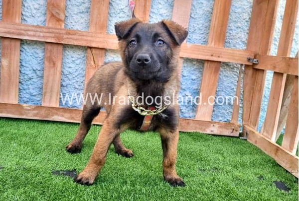 --malinois-163_5