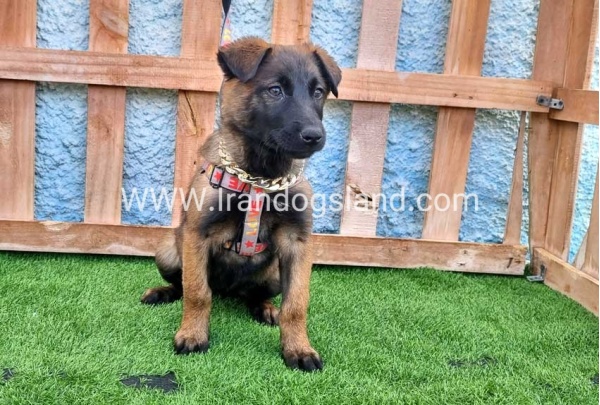 --malinois-163_6