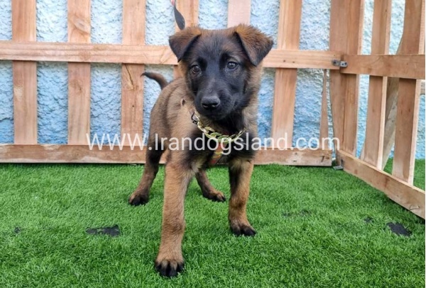 --malinois-163_7