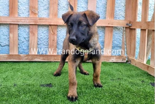 --malinois-163_8