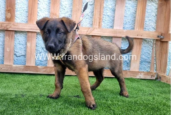 --malinois-163_9