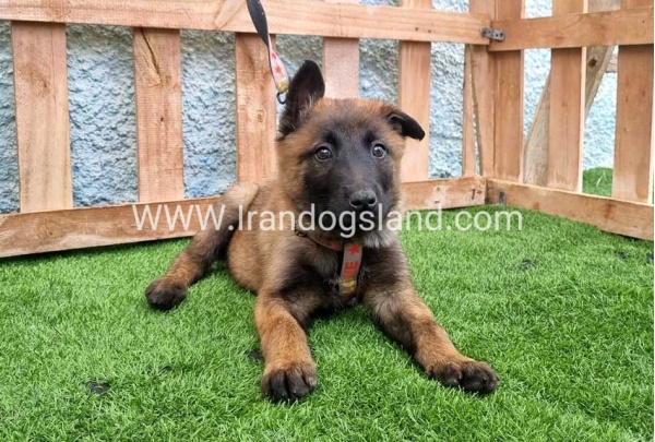 --malinois-164_1