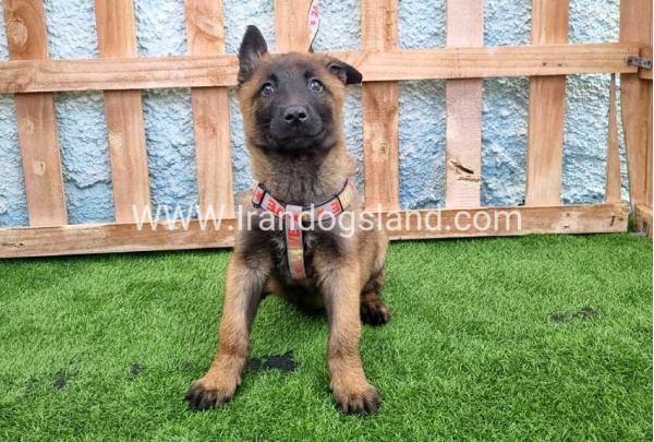 --malinois-164_10