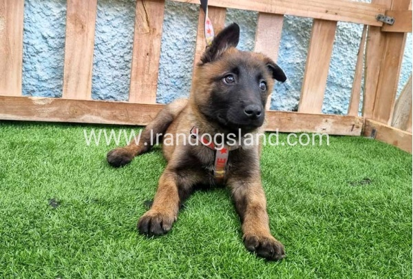 --malinois-164_11