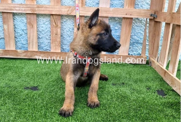 --malinois-164_2